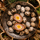 Eggs and a scotch egg in a saucepan